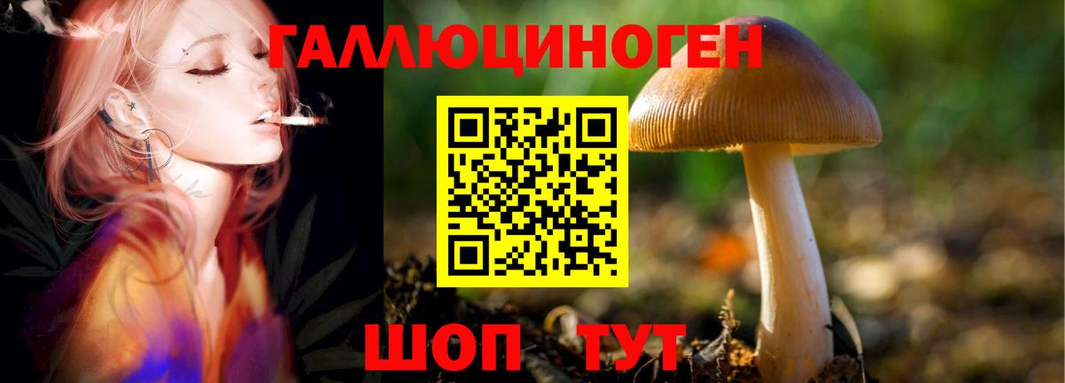 Псилоцибиновые грибы мицелий Клинцы